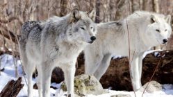 Спит алеша спит уже дома спит не в гараже