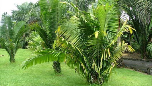 Attalea princeps фото